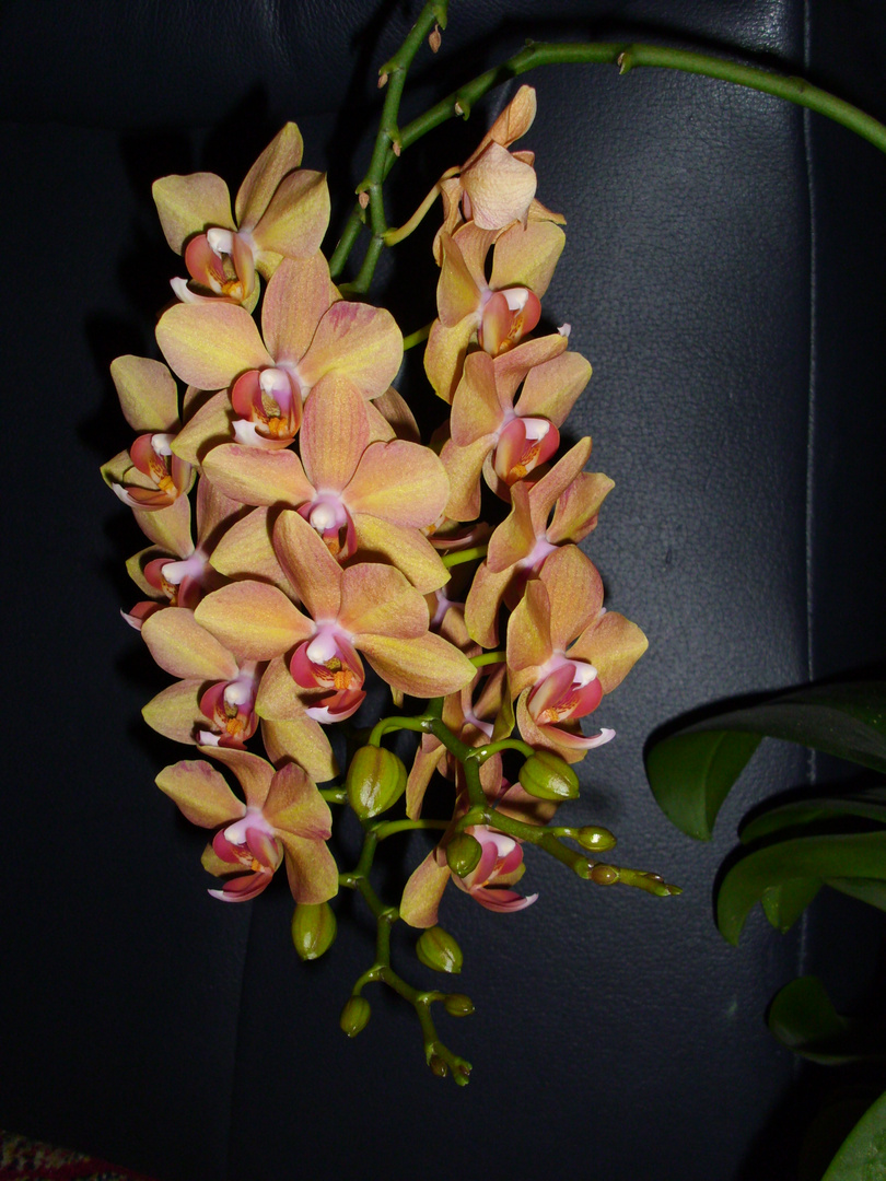 Orchidee, 2 Versuch