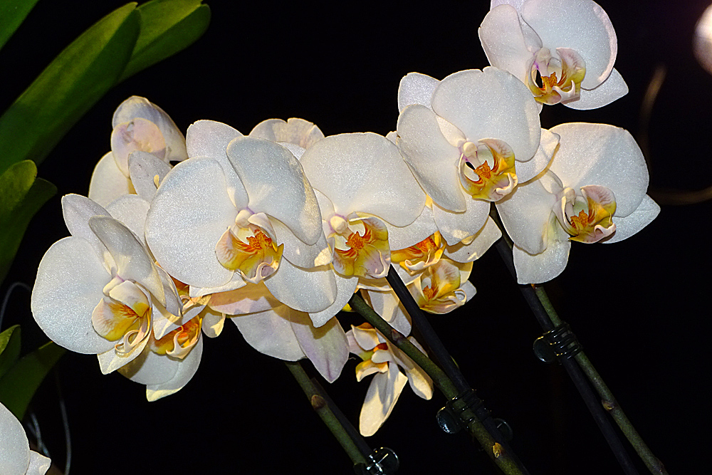 Orchidee 20