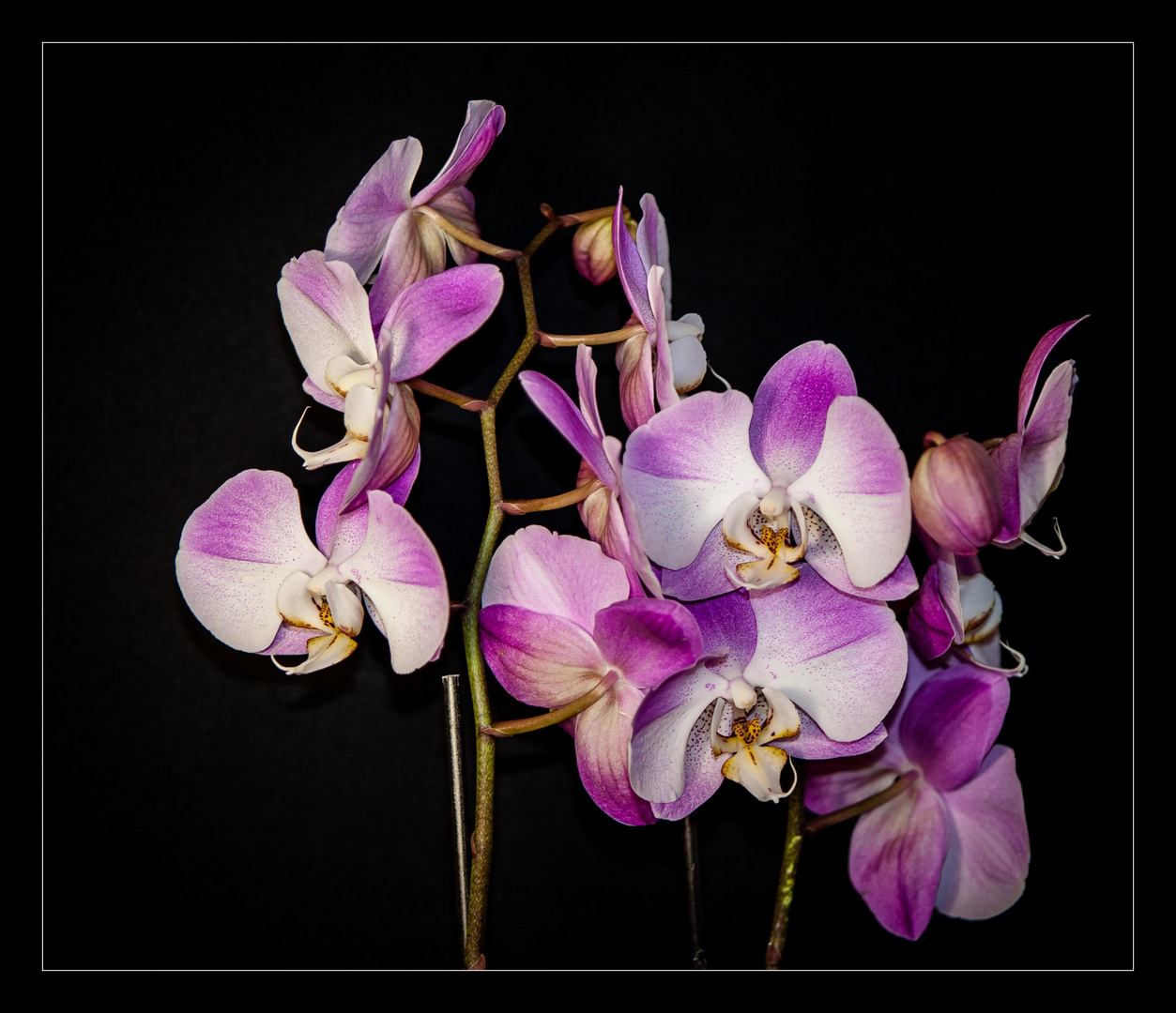 Orchidee 2015