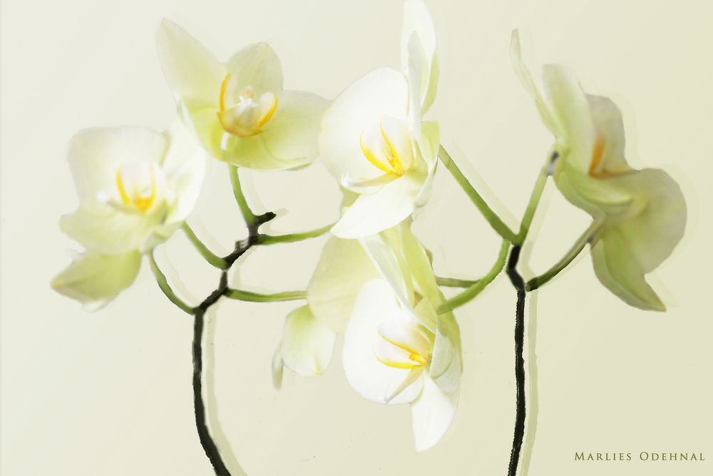 Orchidee 2016