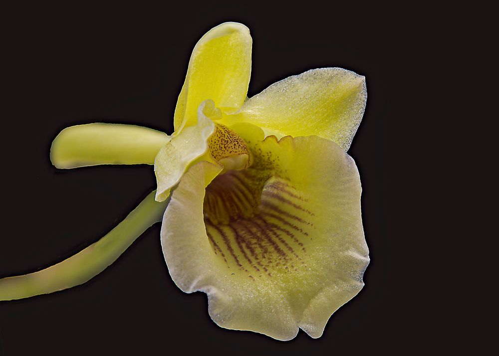 Orchidee 2020-12-13 