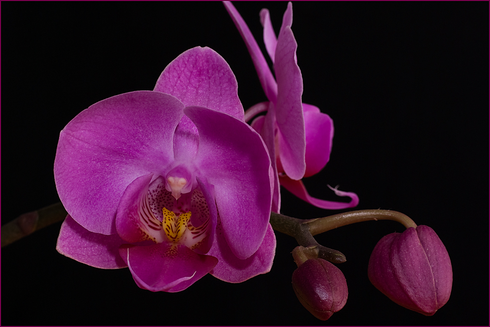 Orchidee