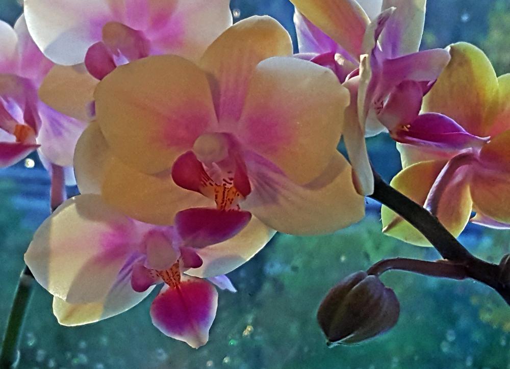 Orchidee