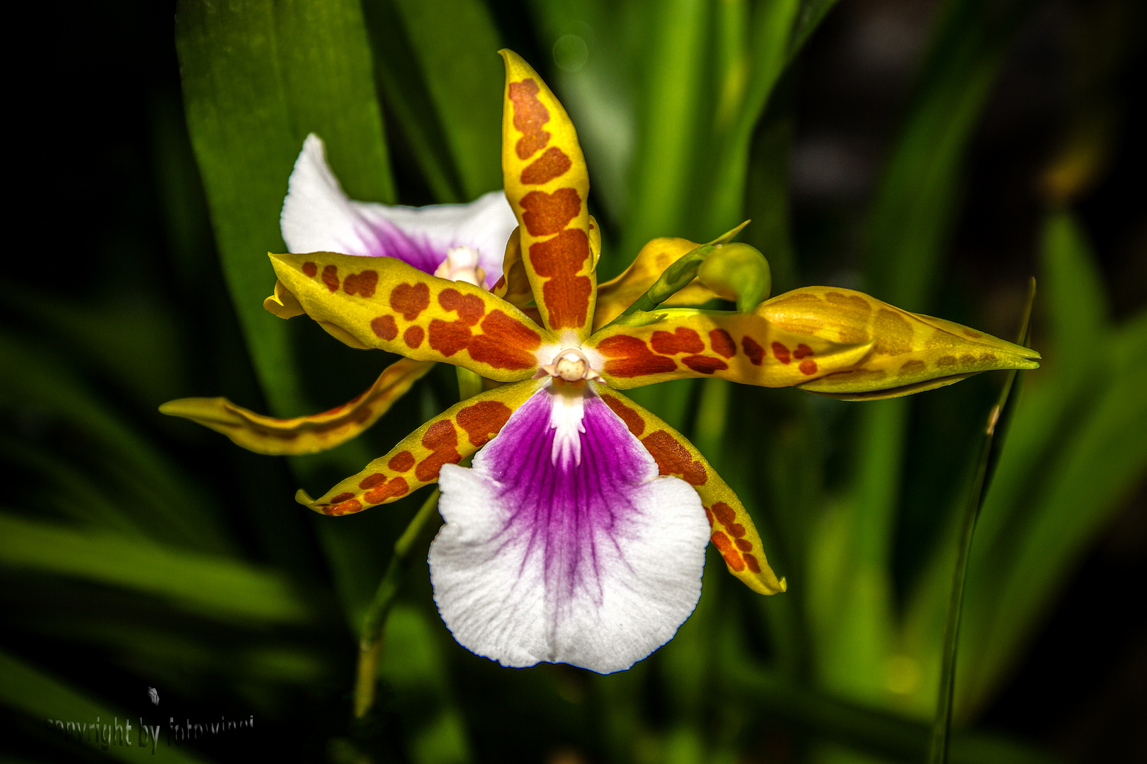 Orchidee 21