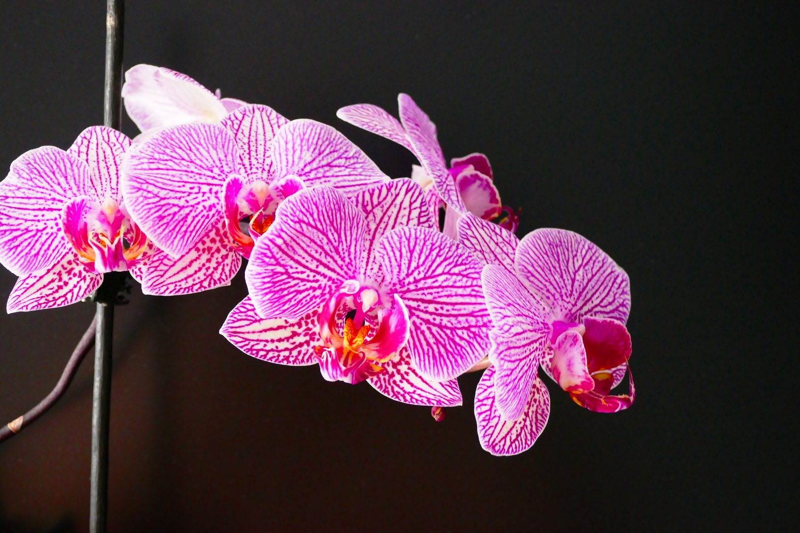 Orchidee