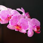 Orchidee