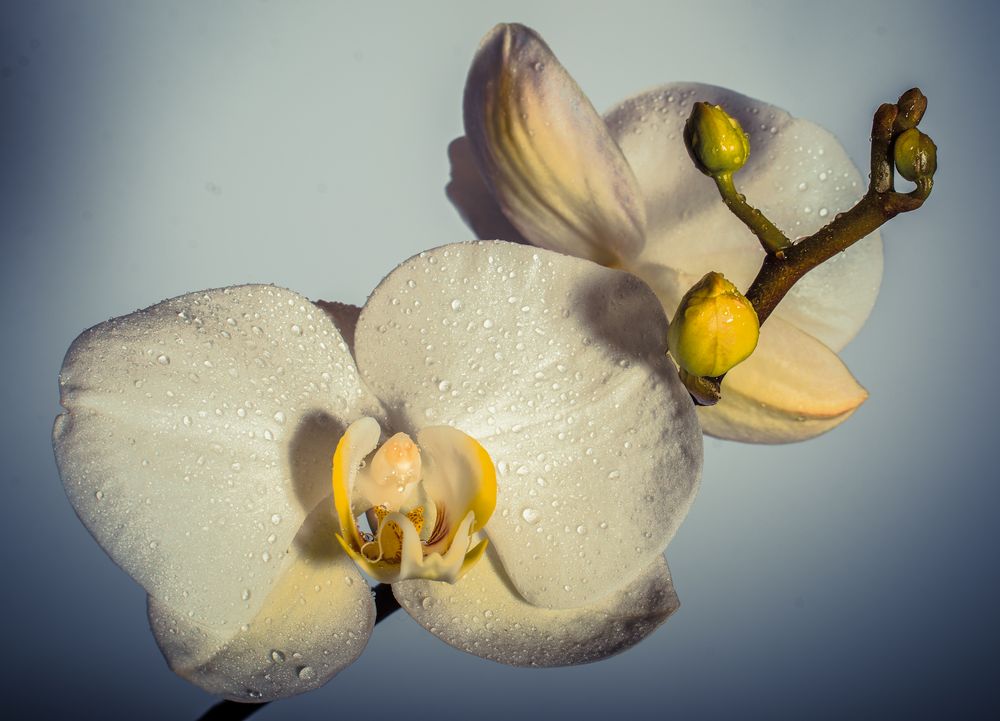 Orchidee