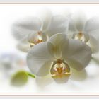 Orchidee