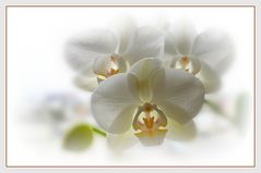 Orchidee