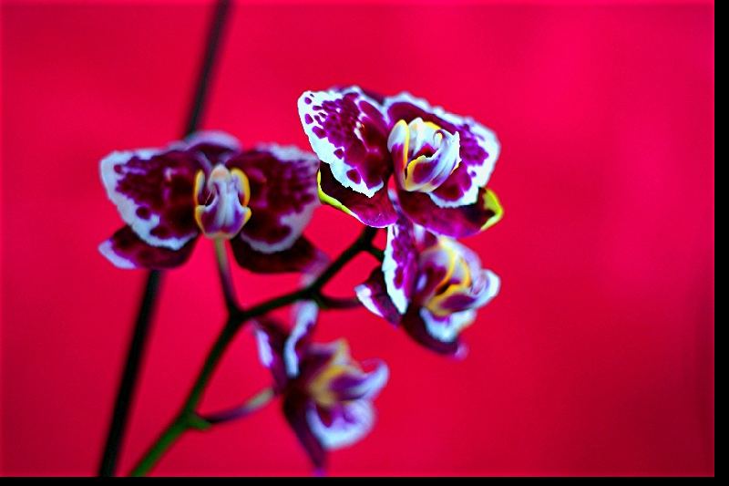 Orchidee