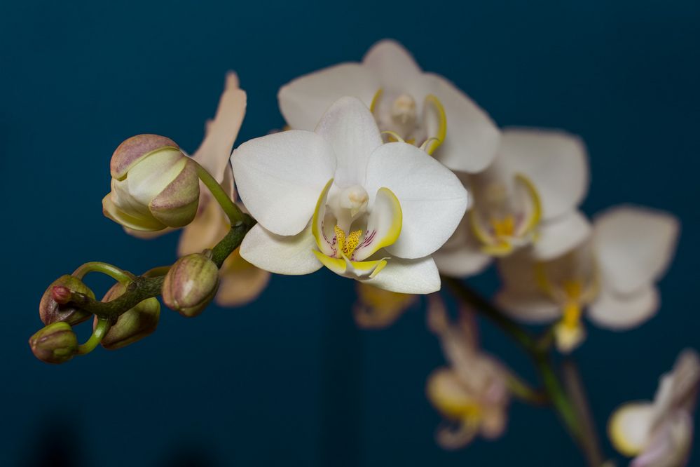 Orchidee