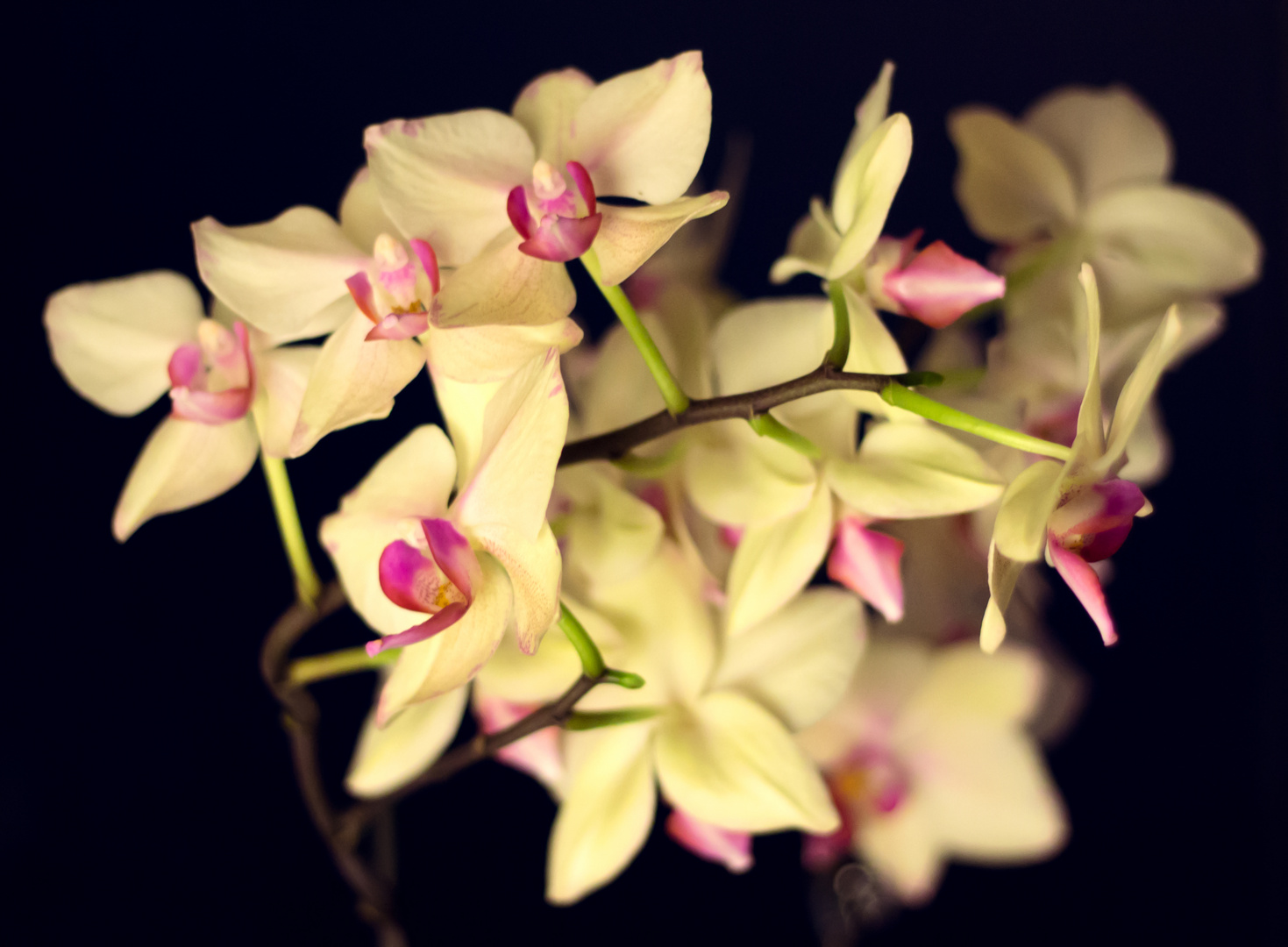 Orchidee...