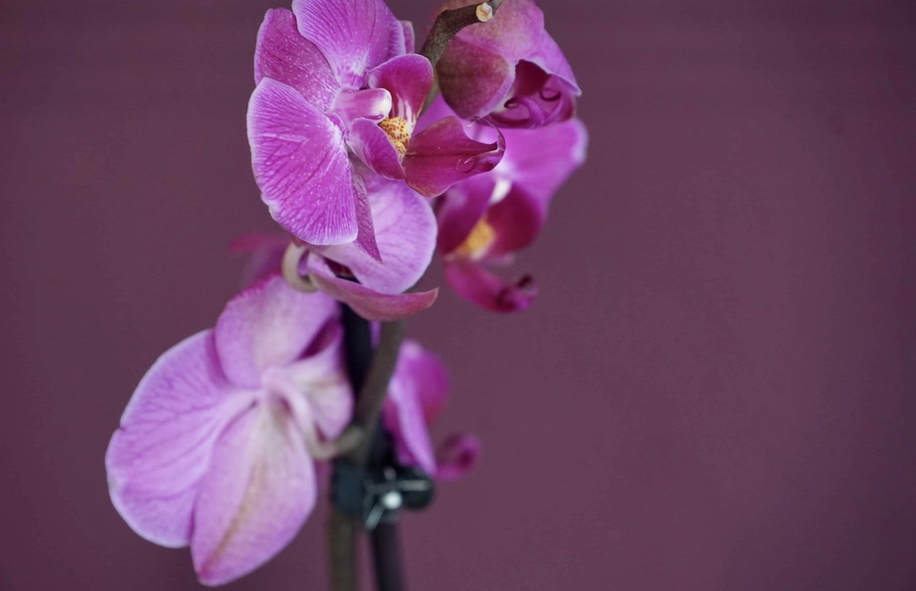 Orchidee 