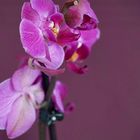 Orchidee 