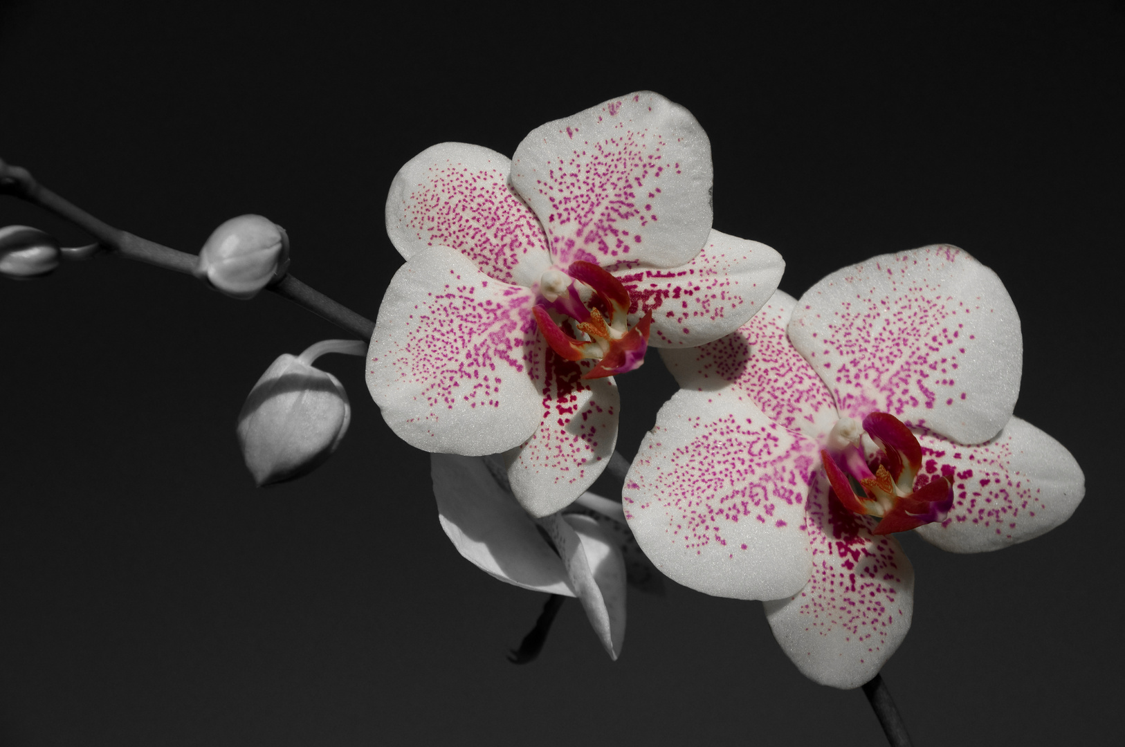 Orchidee