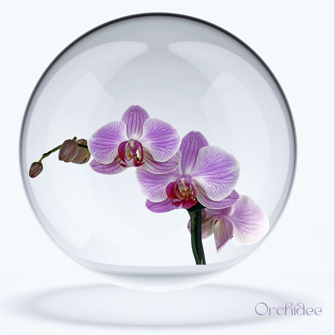 Orchidee