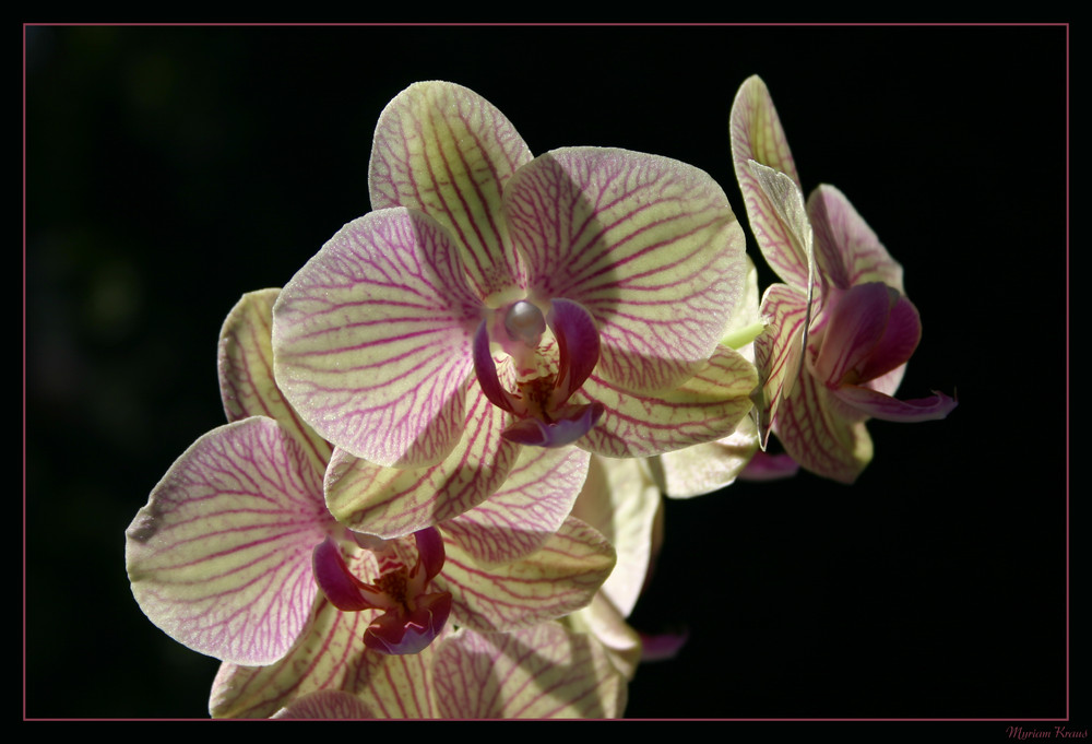 Orchidee