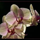 Orchidee