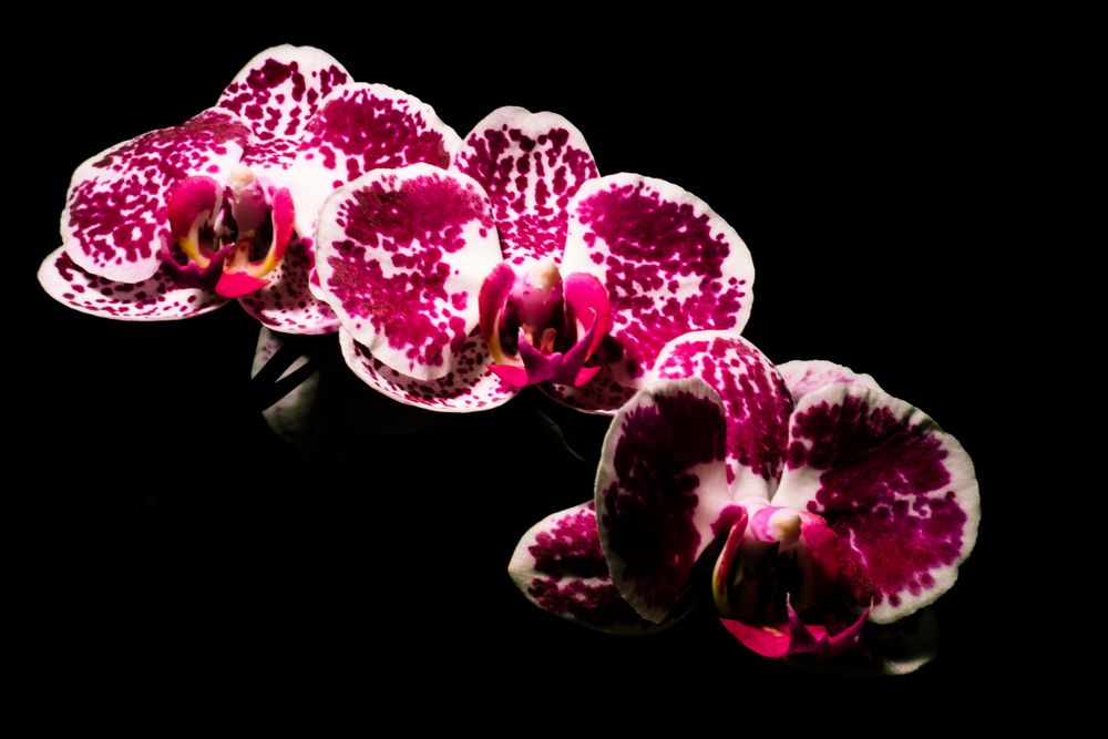 Orchidee