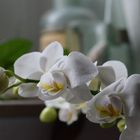 Orchidee