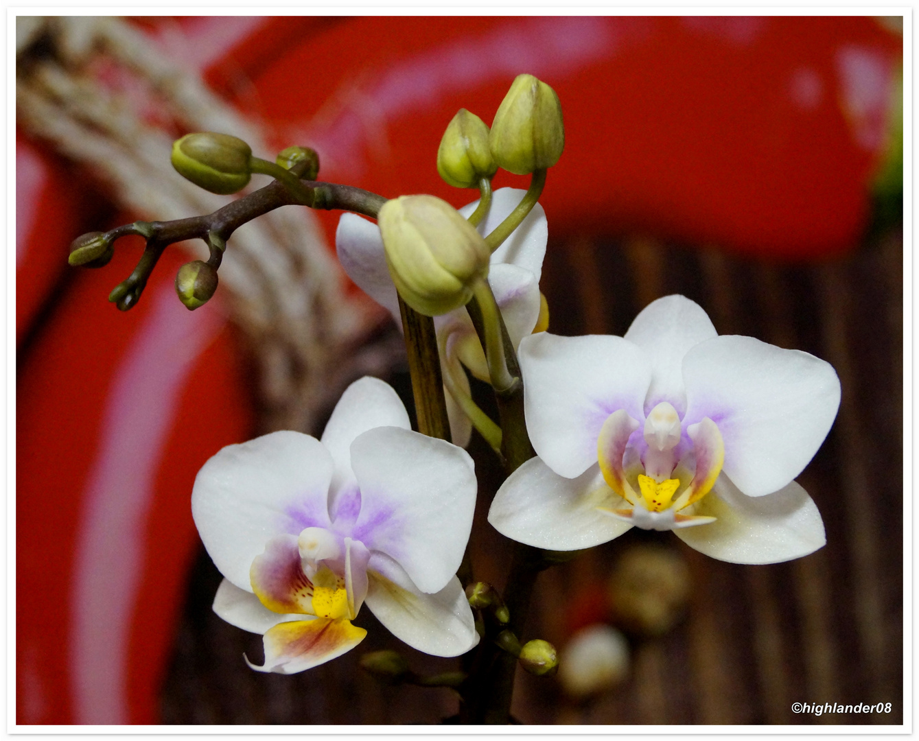 Orchidee