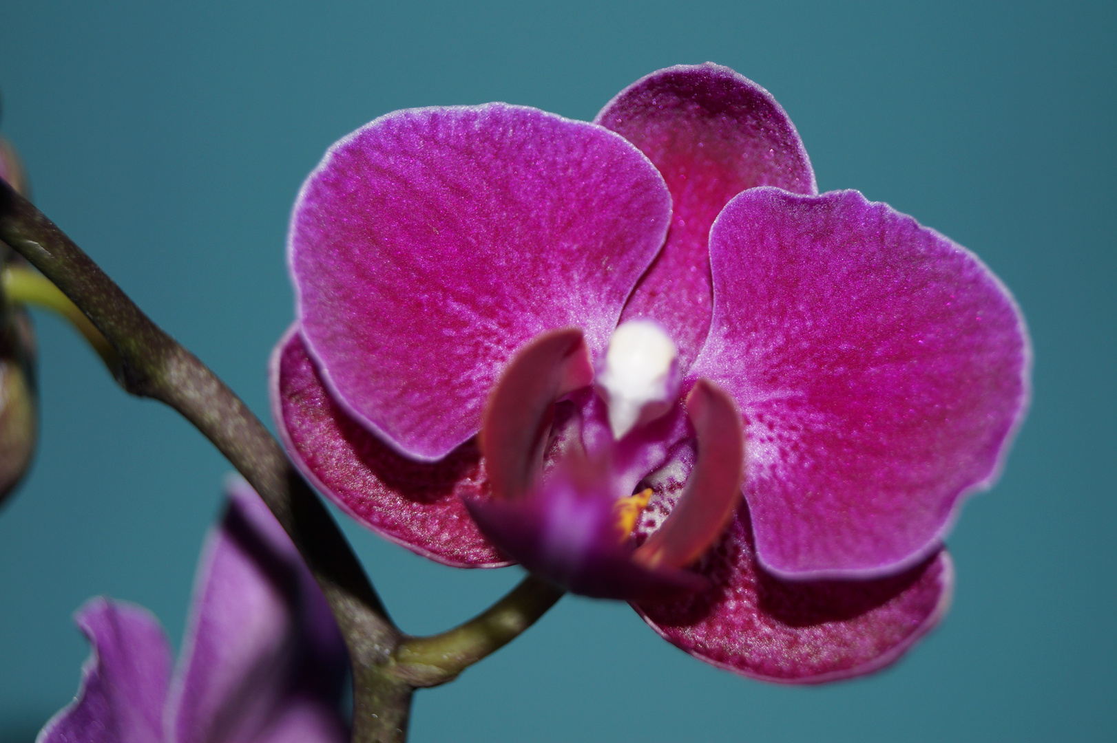 Orchidee, 25.12.2021