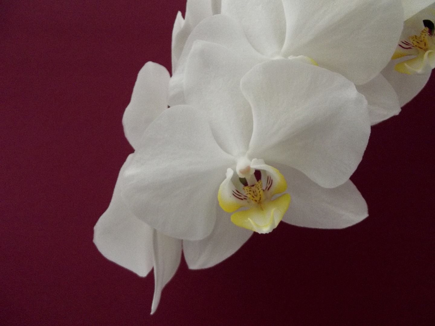 Orchidee