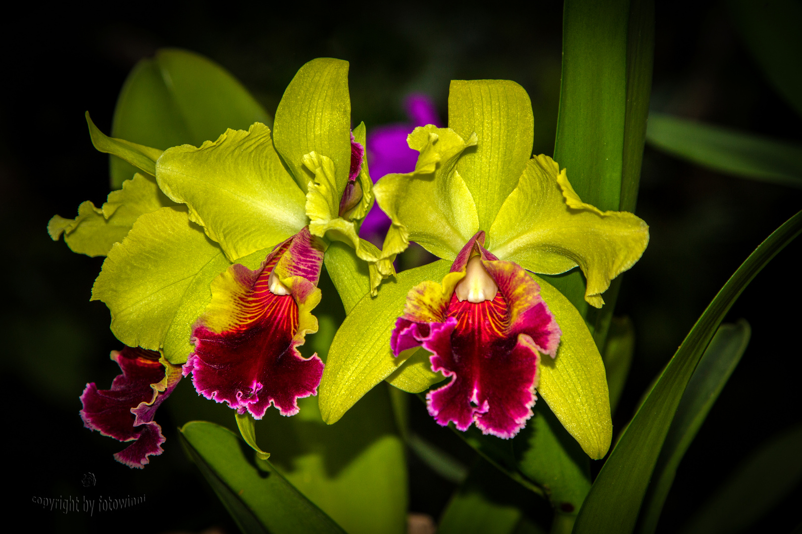 Orchidee 26