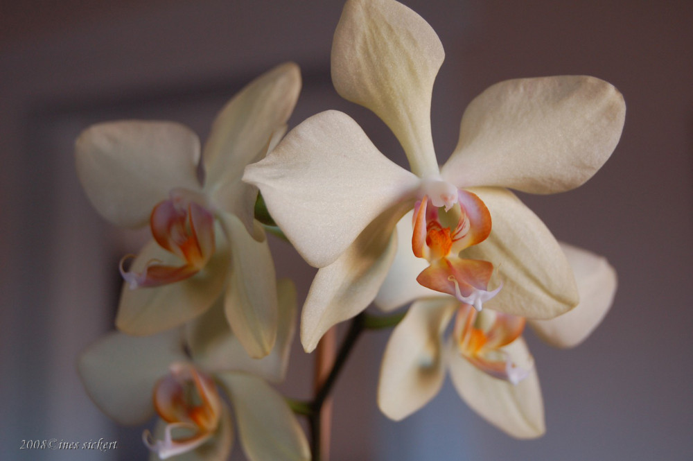 Orchidee