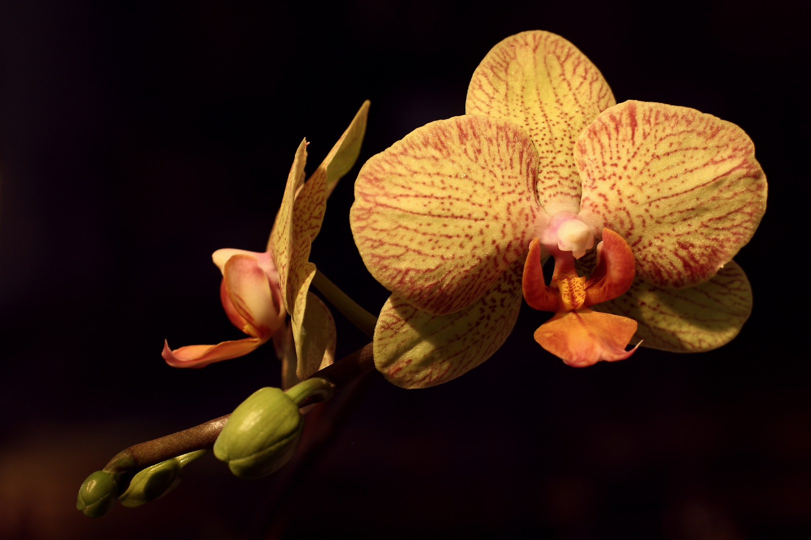 ..Orchidee..