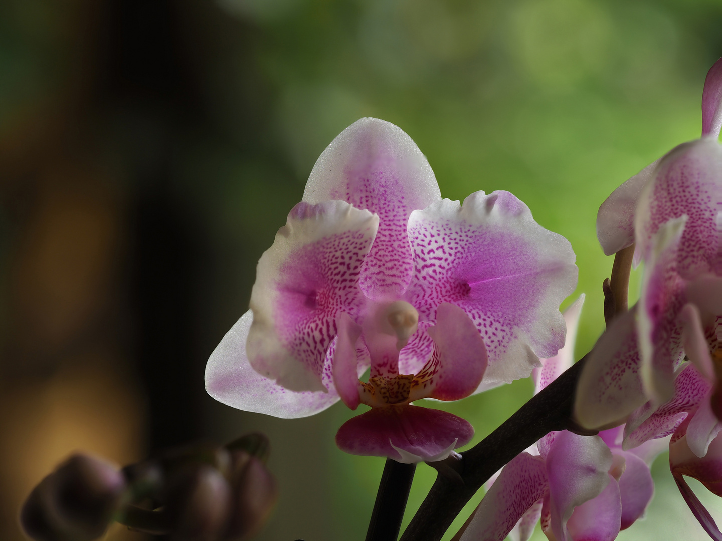 Orchidee