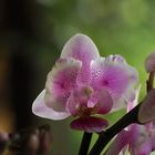 Orchidee