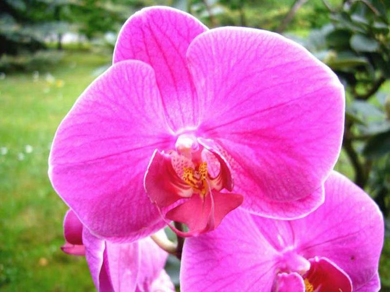 Orchidee