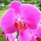 Orchidee