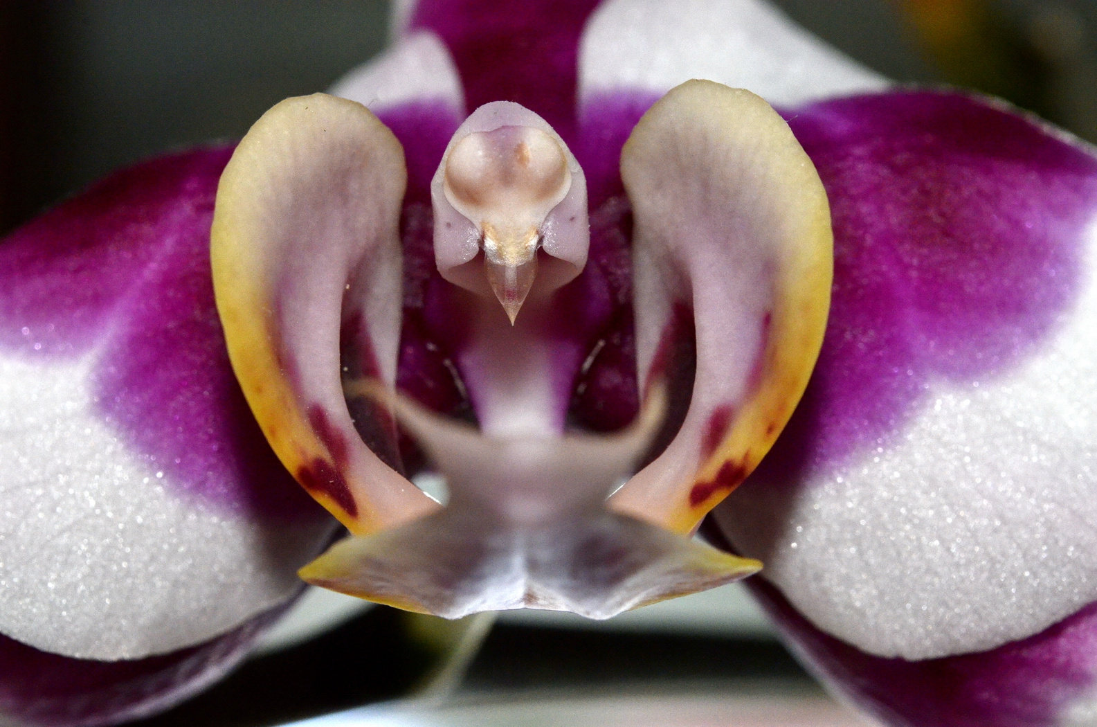 Orchidee