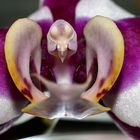 Orchidee