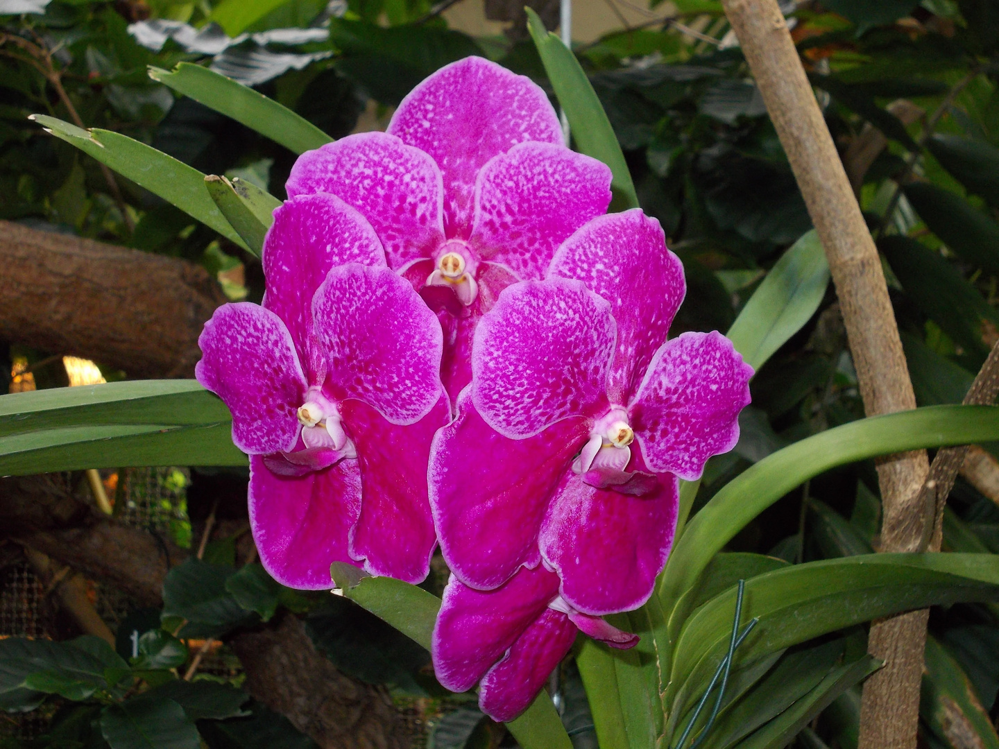 Orchidee