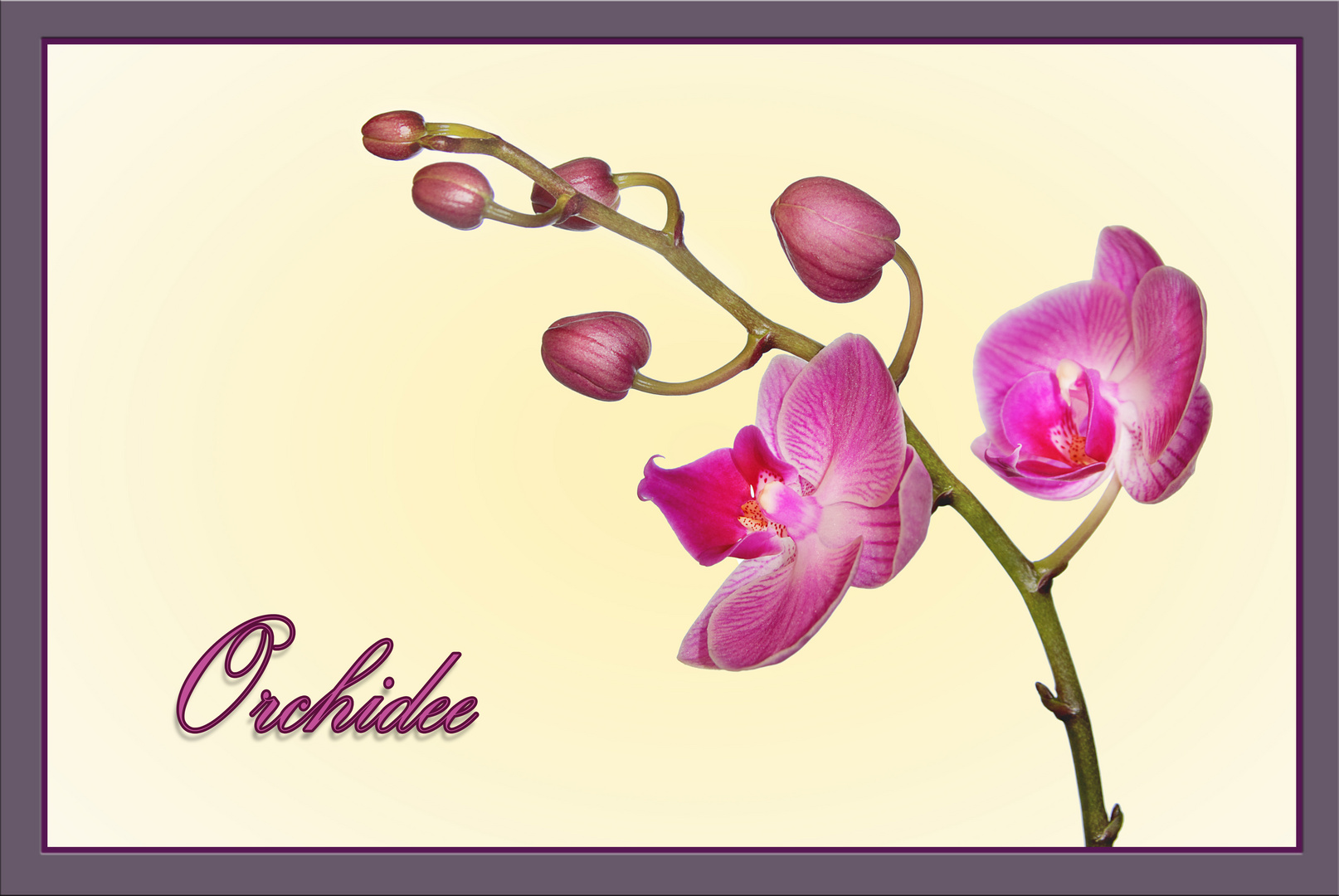 Orchidee