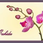 Orchidee