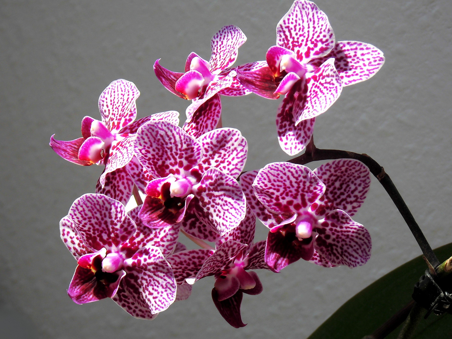 Orchidee