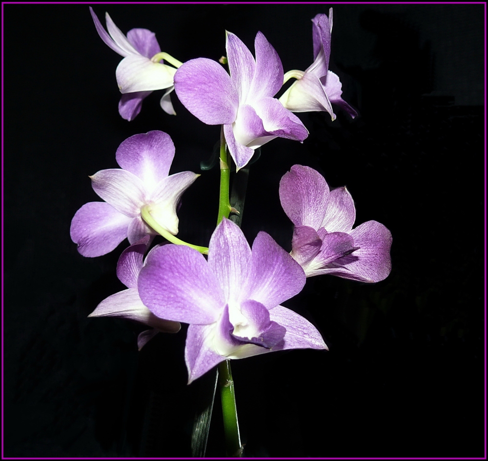 Orchidee