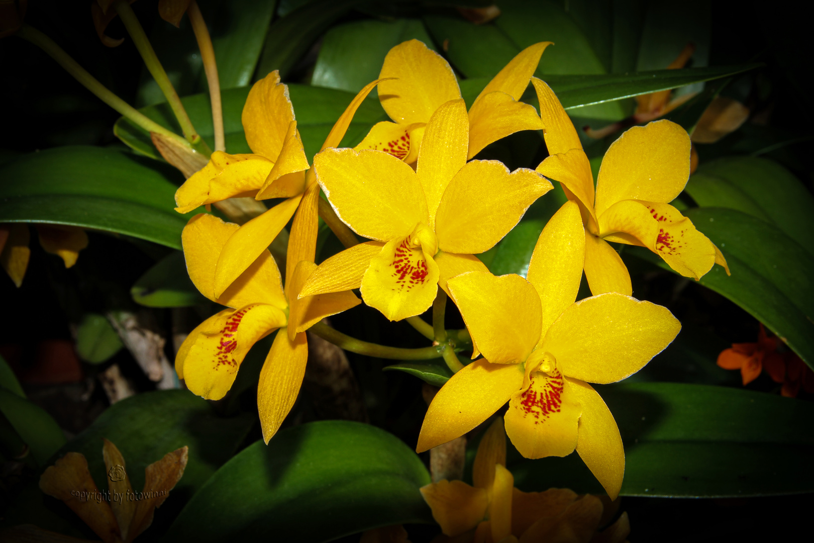 Orchidee 27