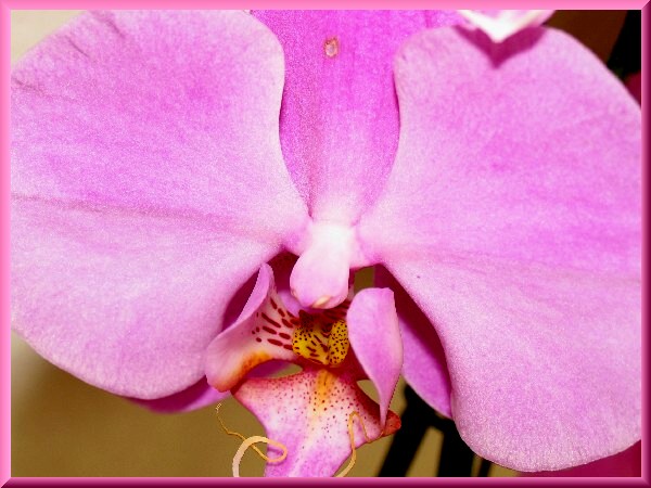 Orchidee!!!