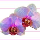 Orchidee