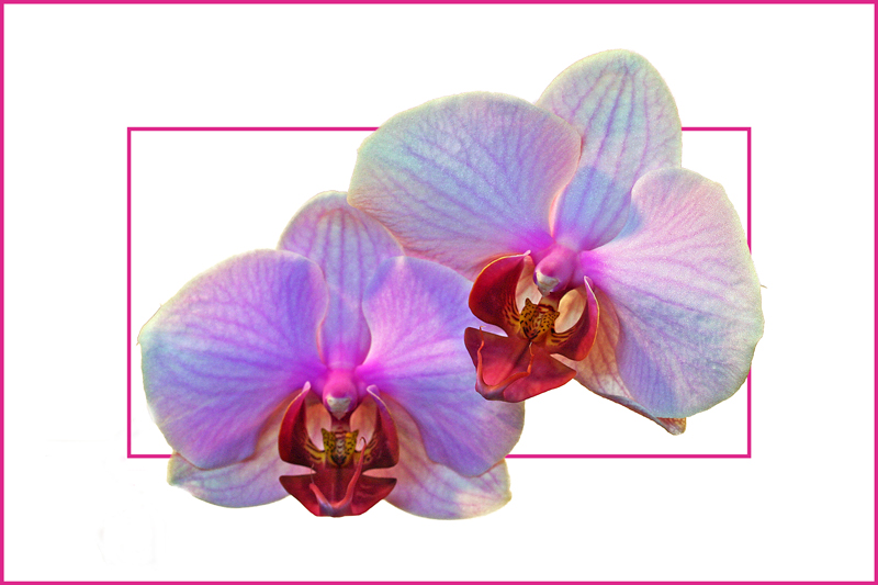 Orchidee