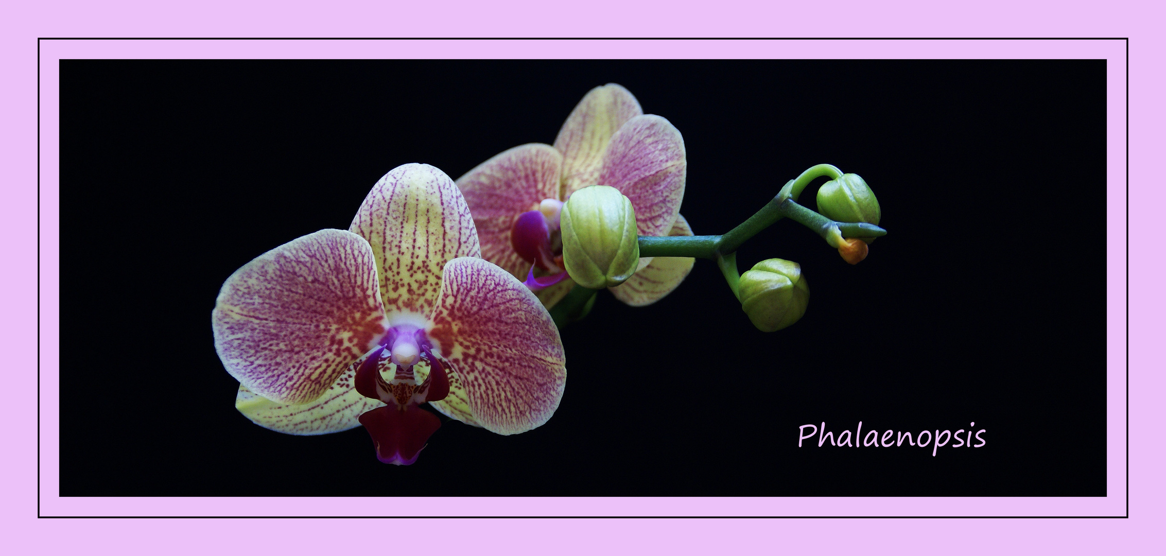 .Orchidee.