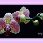 .Orchidee.