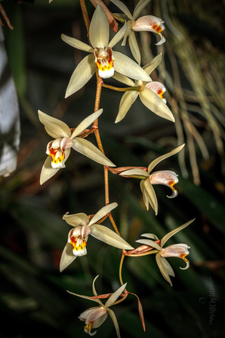 Orchidee 28