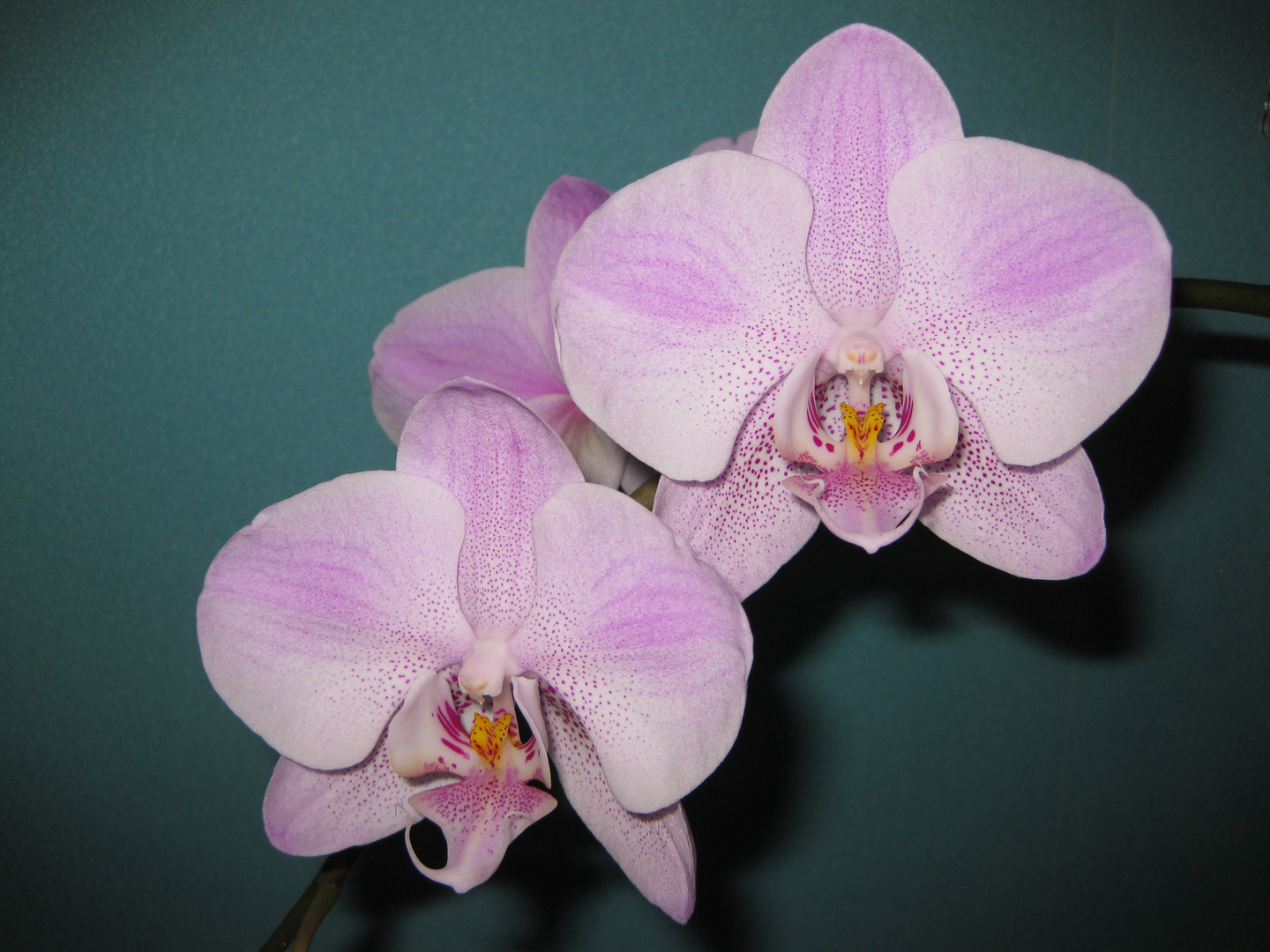 Orchidee, 28.01.2018