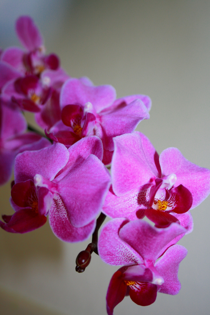 Orchidee..